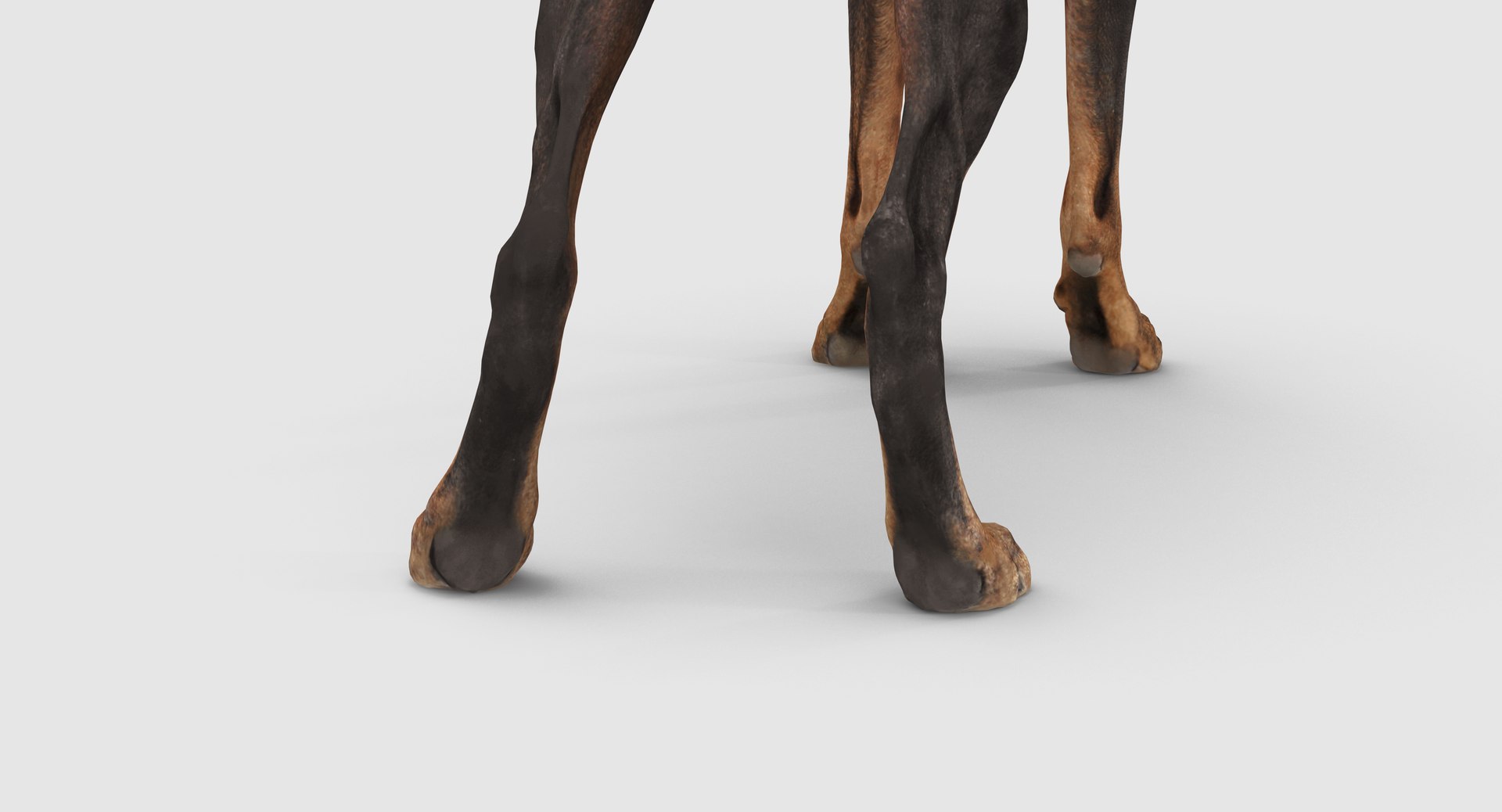 3D doberman scanned archviz https://p.turbosquid.com/ts-thumb/3f/DZiiSl/BVUqmSvQ/100012/png/1541184853/1920x1080/fit_q87/439fbe7b960c35b6027bdb5089ab0fe41b4637a8/100012.jpg