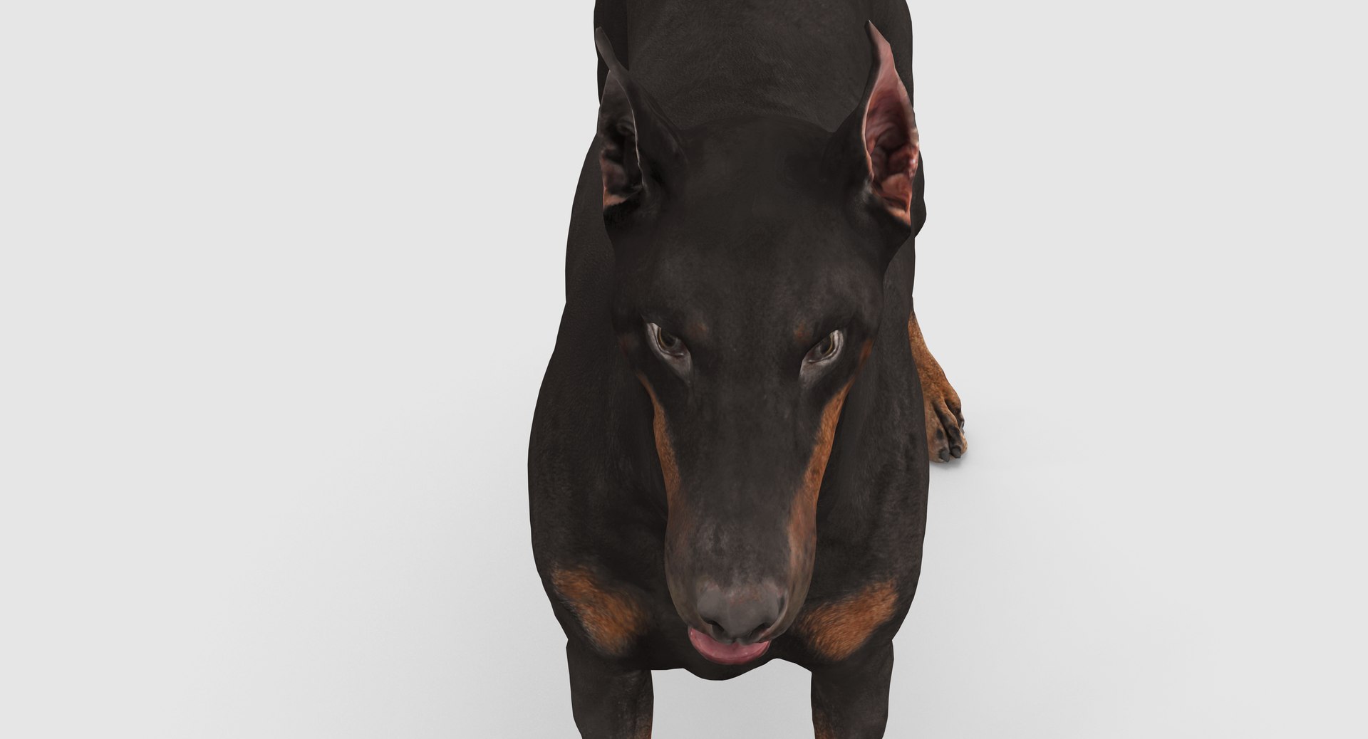 3D doberman scanned archviz https://p.turbosquid.com/ts-thumb/3f/DZiiSl/EAf9QI0B/100008/png/1541184853/1920x1080/fit_q87/175dd671e0840bcef80daafd9addcfd85c6ce45d/100008.jpg