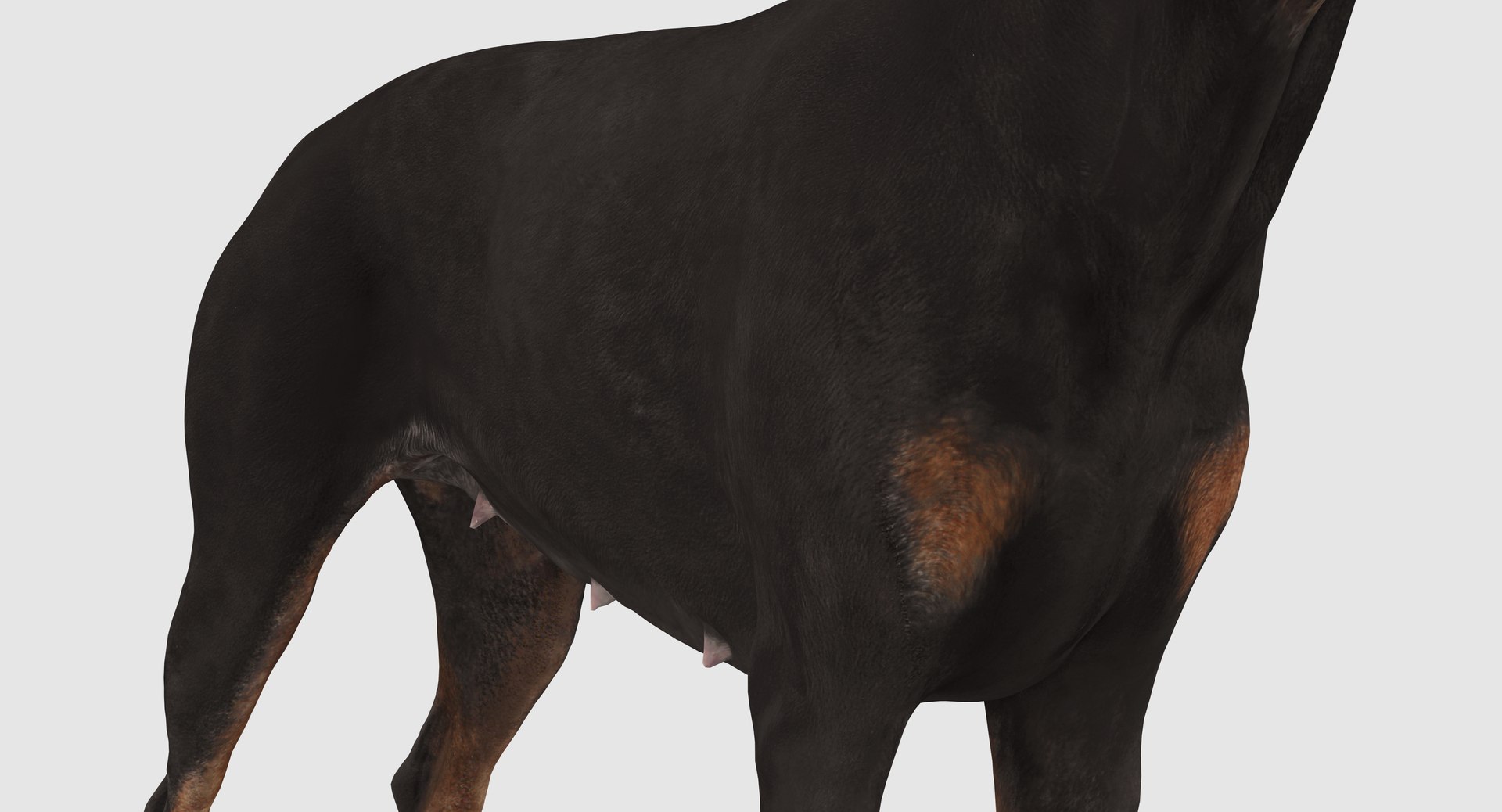 3D doberman scanned archviz https://p.turbosquid.com/ts-thumb/3f/DZiiSl/GwTjNQLz/100002/png/1541184853/1920x1080/fit_q87/954a988692d6a01dab8144f48fc6433223f9f132/100002.jpg