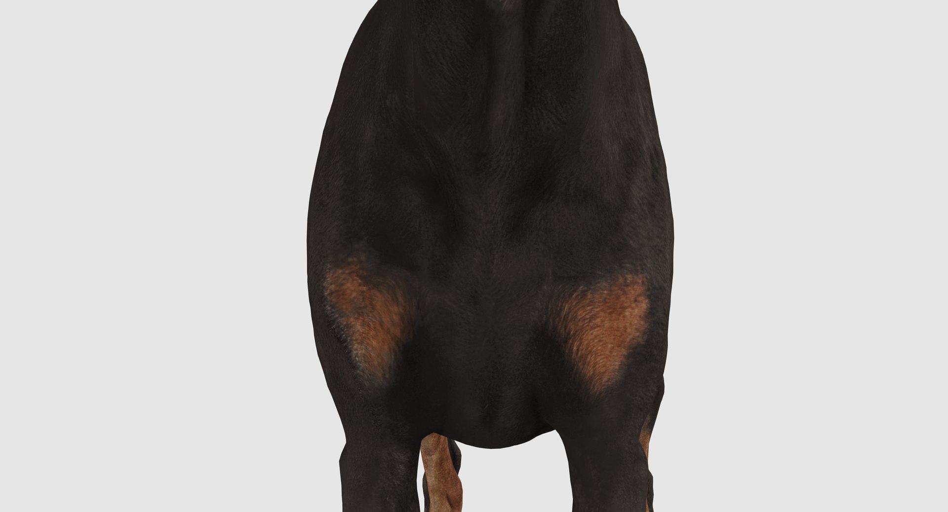 3D doberman scanned archviz https://p.turbosquid.com/ts-thumb/3f/DZiiSl/MF3JyR6S/100009/png/1541184853/1920x1080/fit_q87/6dbac1f6f5f54b8fe97a106f022ed13e93b5789e/100009.jpg