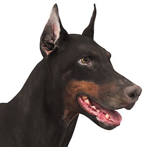3D doberman scanned archviz