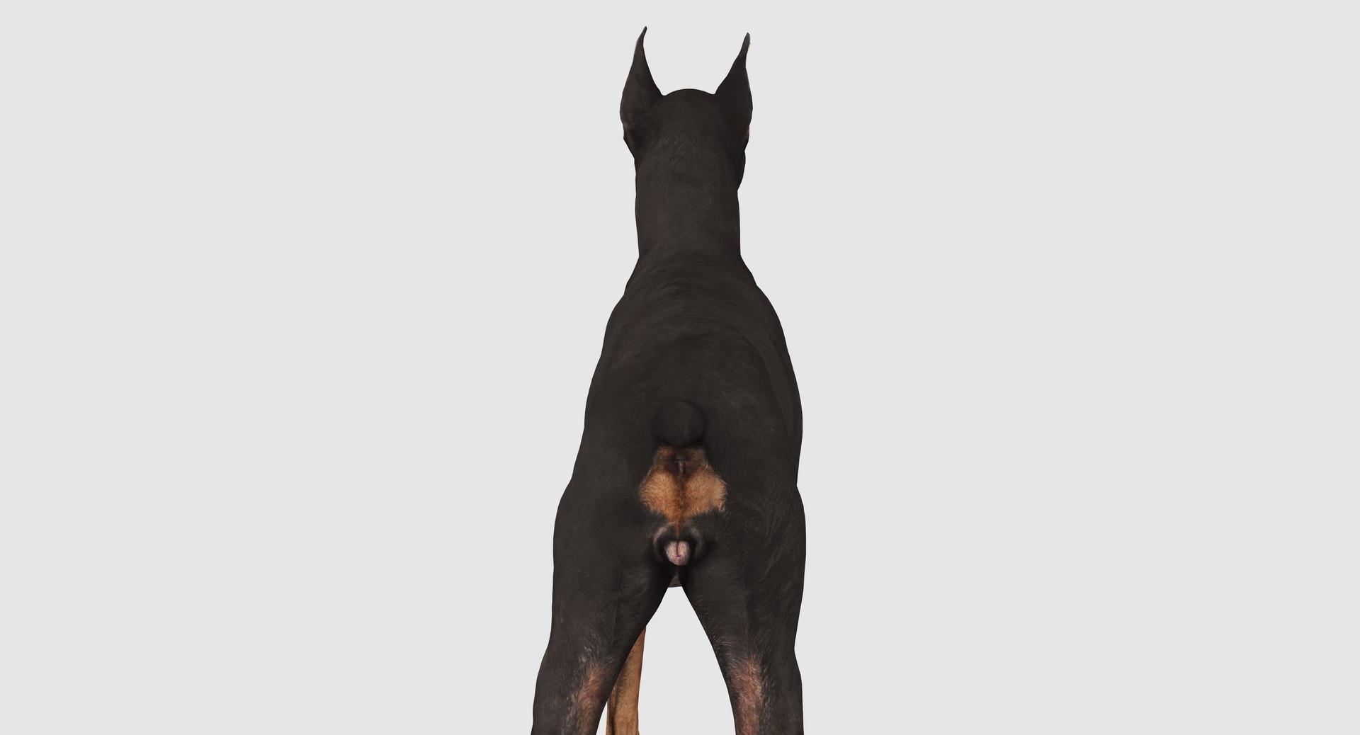 3D doberman scanned archviz https://p.turbosquid.com/ts-thumb/3f/DZiiSl/Q7LSCuJD/100014/png/1541184853/1920x1080/fit_q87/289c749af7664c81d796ac91f043ee26d2d16a03/100014.jpg