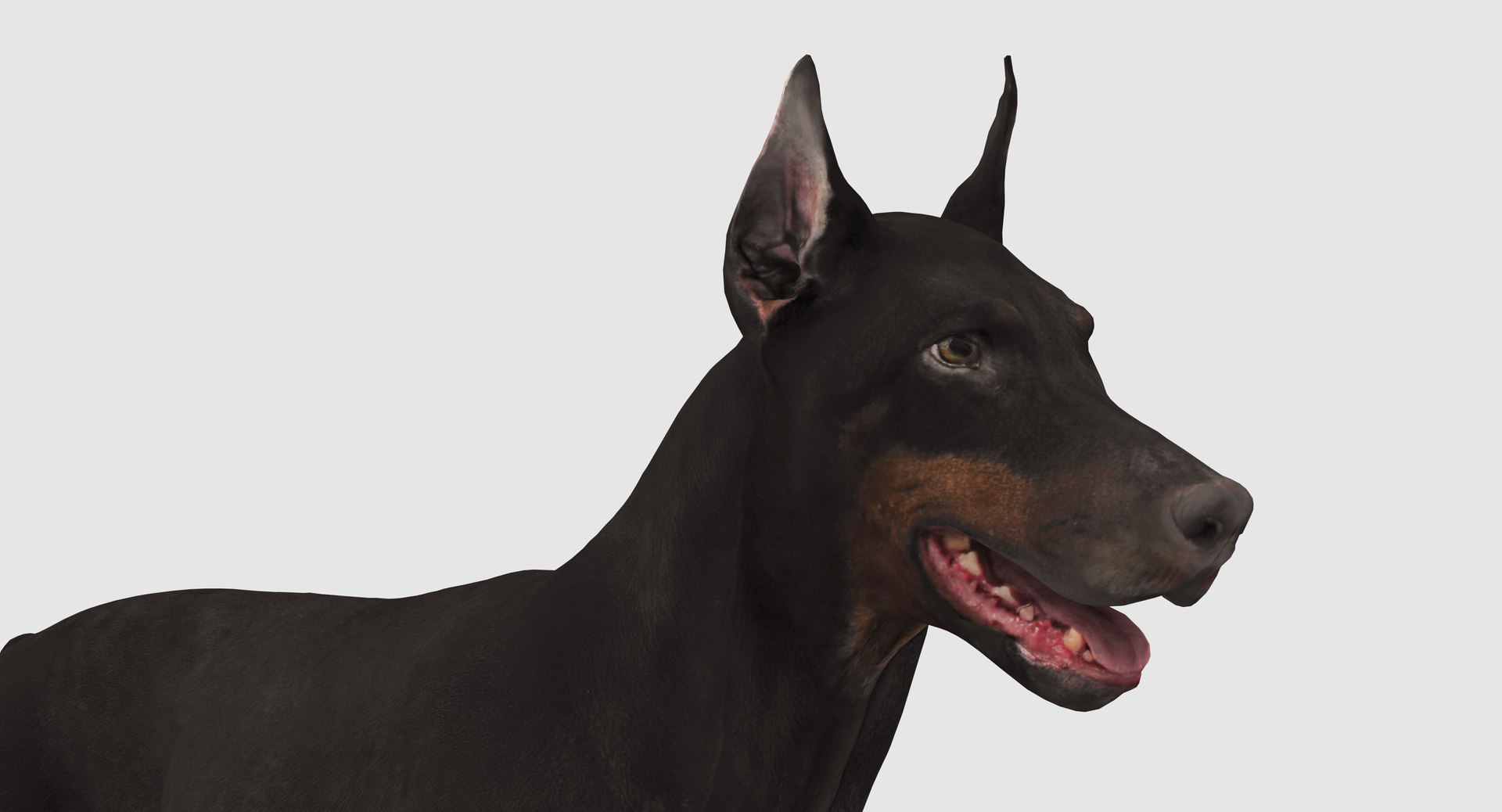 3D doberman scanned archviz https://p.turbosquid.com/ts-thumb/3f/DZiiSl/VnKX1aLt/100000/png/1541184853/1920x1080/fit_q87/a65543313d56fe66feca9b8d7877b8c5343b1c5c/100000.jpg