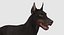 Doberman