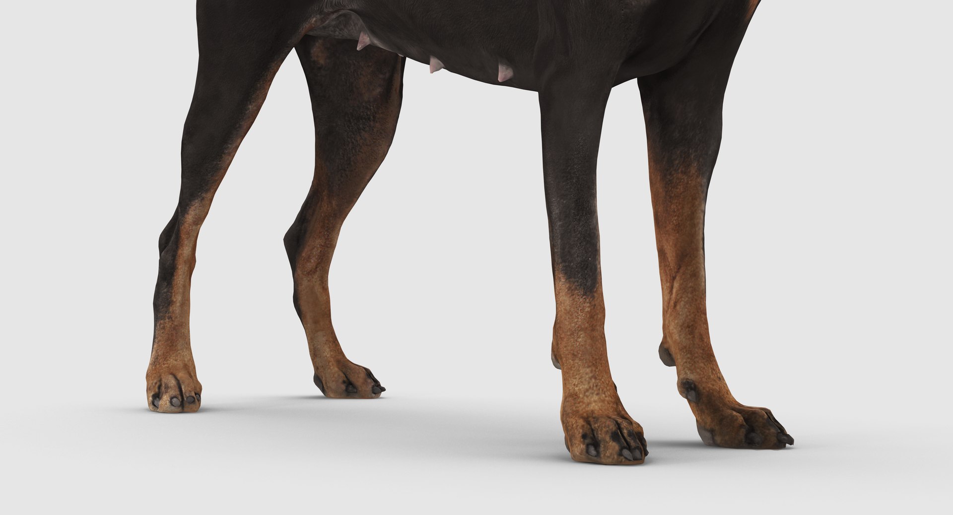 3D doberman scanned archviz https://p.turbosquid.com/ts-thumb/3f/DZiiSl/Wu3SKgUO/100001/png/1541184853/1920x1080/fit_q87/a1c5a66b8150b75be320f84b14fa1f981b128fa8/100001.jpg