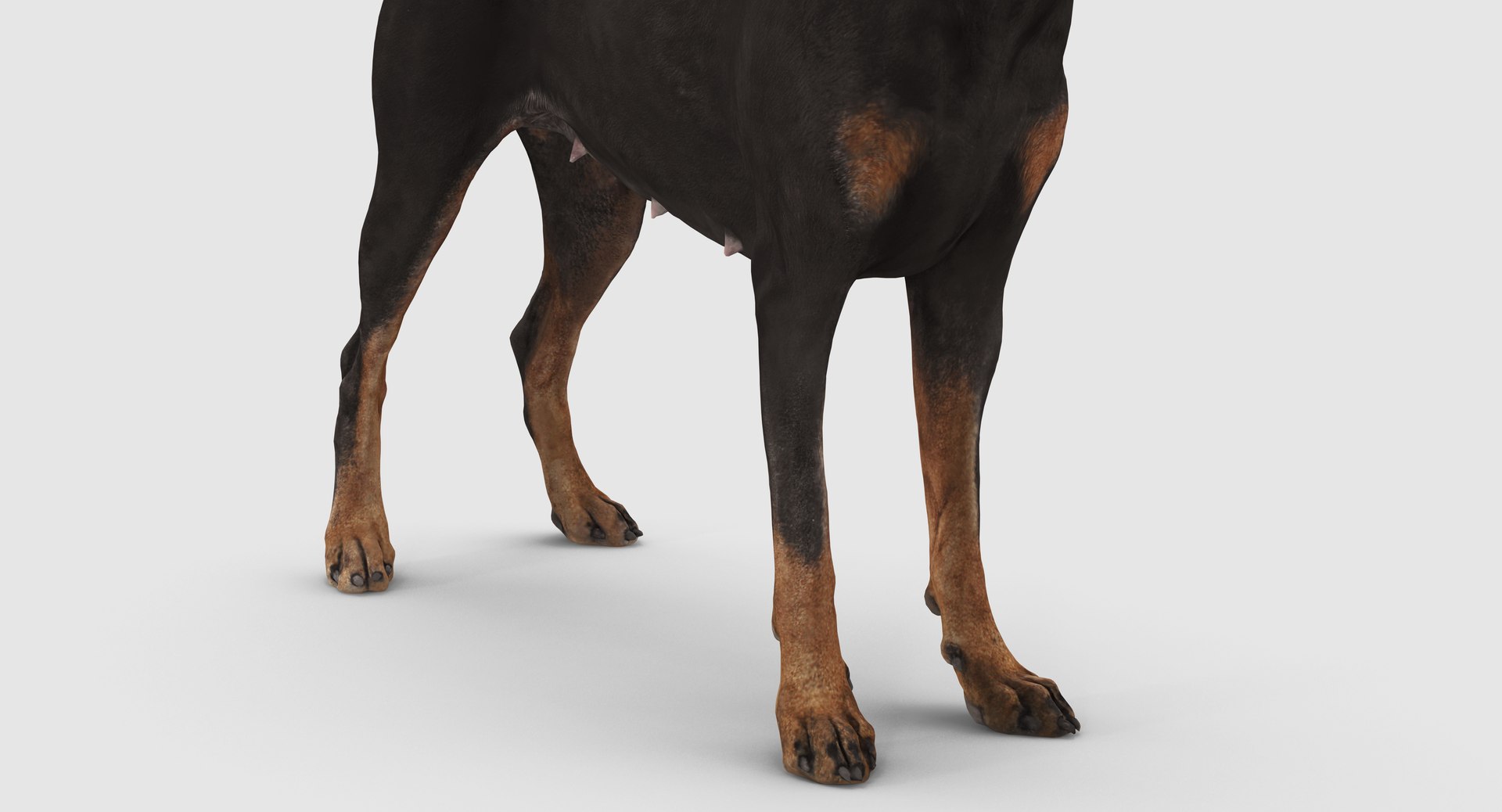 3D doberman scanned archviz https://p.turbosquid.com/ts-thumb/3f/DZiiSl/bObsbVz2/100018/png/1541184853/1920x1080/fit_q87/ed3484882e10bd5cfc89e8e906f654037bd72f63/100018.jpg