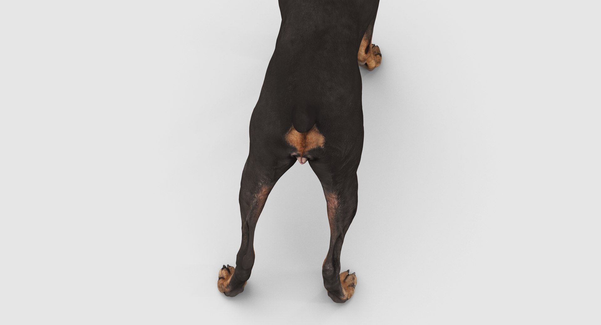 3D doberman scanned archviz https://p.turbosquid.com/ts-thumb/3f/DZiiSl/e453nAzG/100015/png/1541184853/1920x1080/fit_q87/19d2ca628bfe35b9ab562d7f674361f3fe4b7615/100015.jpg