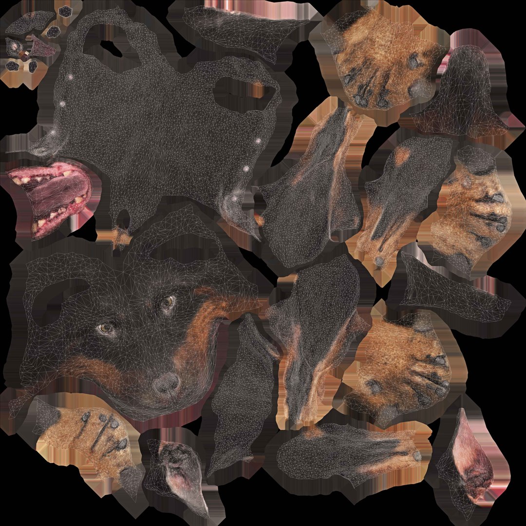 3D doberman scanned archviz https://p.turbosquid.com/ts-thumb/3f/DZiiSl/f7sjtnTb/diffuse_uvw/jpg/1541184697/1920x1080/fit_q87/46bc83991fed6534f629c4e0d4c177f21d3bcdc1/diffuse_uvw.jpg