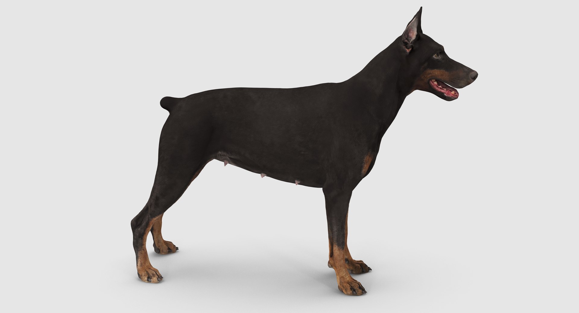 3D doberman scanned archviz https://p.turbosquid.com/ts-thumb/3f/DZiiSl/freGmbhJ/100003/png/1541184853/1920x1080/fit_q87/ab359fb8f615992087e231190f8755857ee387f6/100003.jpg