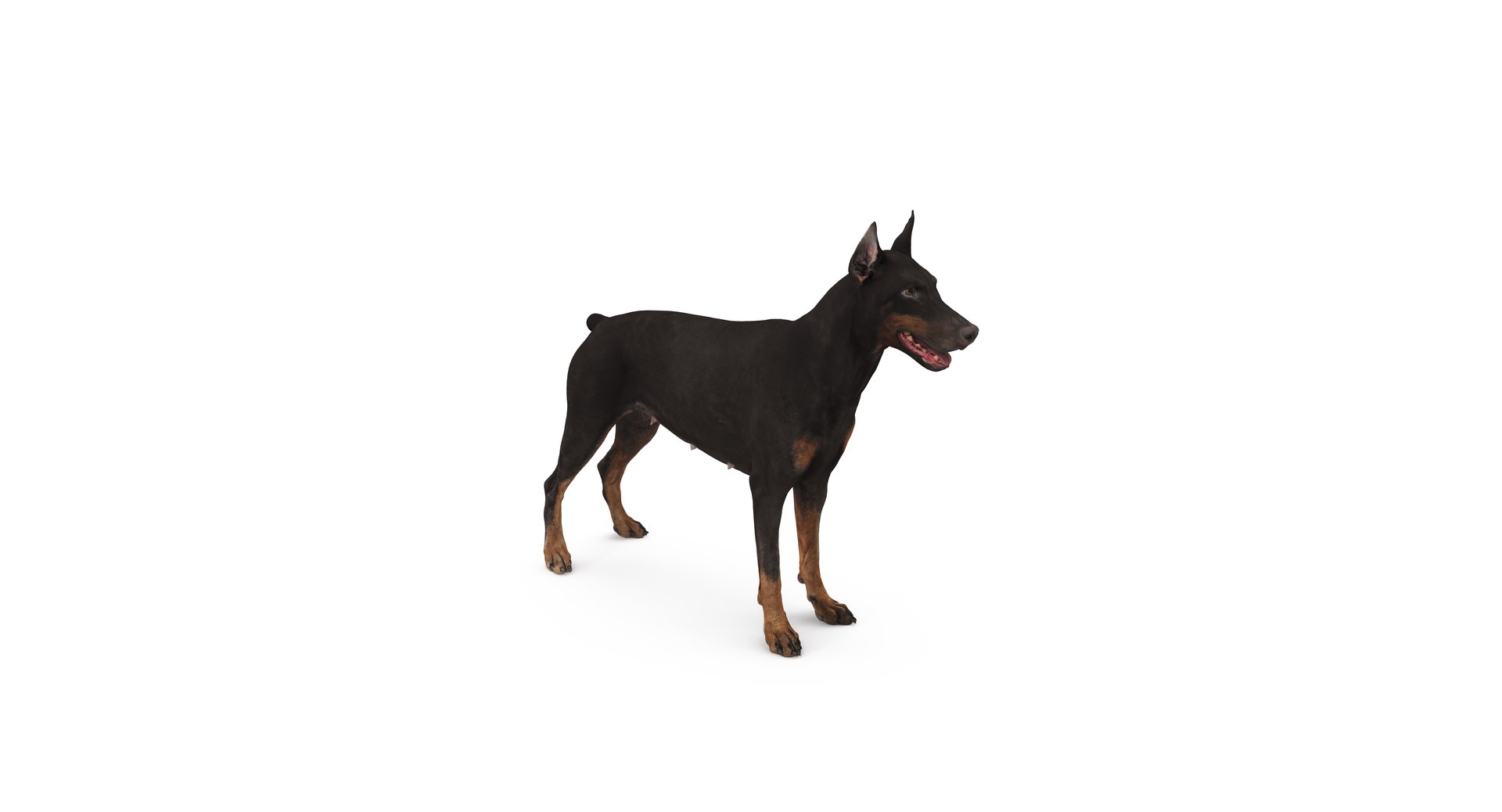 3D doberman scanned archviz https://p.turbosquid.com/ts-thumb/3f/DZiiSl/gPuUEYY4/2/png/1541184699/1920x1080/fit_q87/ac7603a4aa9619af530afd461157be266792a653/2.jpg