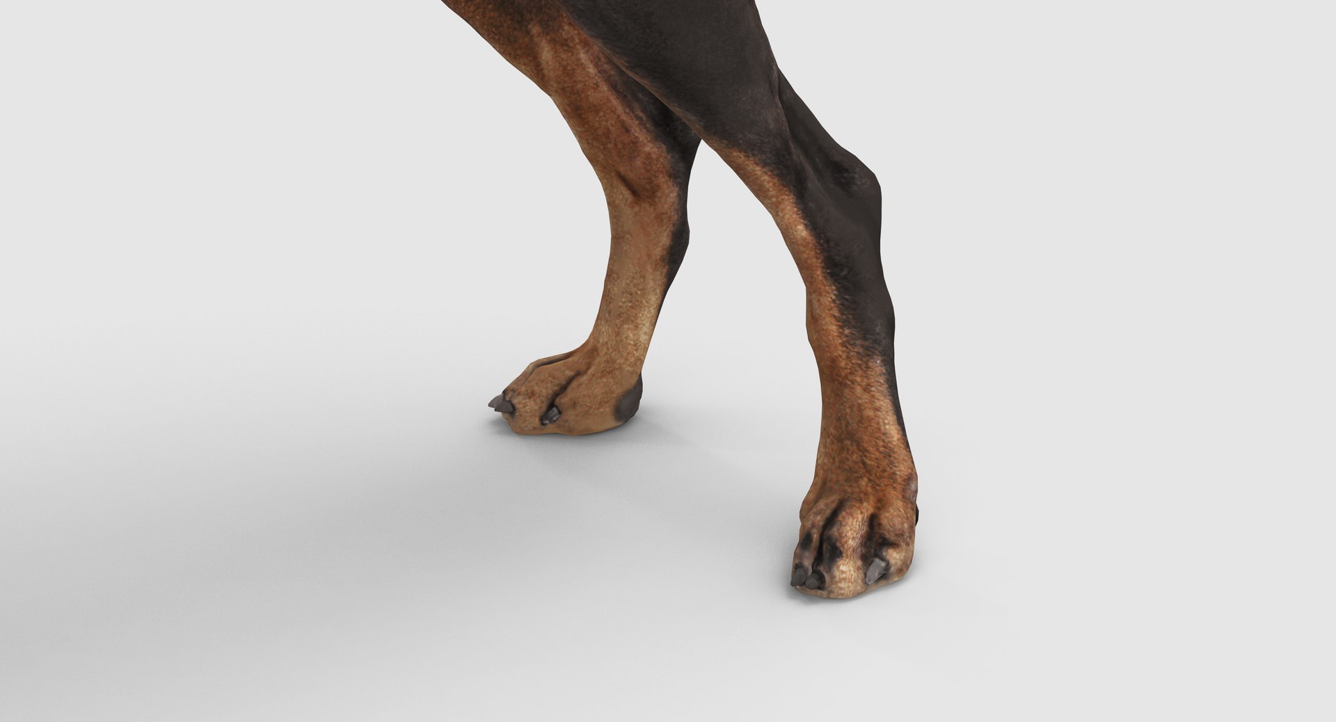 3D doberman scanned archviz https://p.turbosquid.com/ts-thumb/3f/DZiiSl/jYMTU8Cs/100011/png/1541184853/1920x1080/fit_q87/34e8b5a35257896e0ea6031e75d246ea88b8f65f/100011.jpg