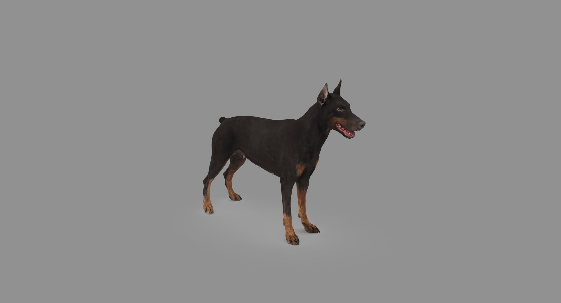 3D doberman scanned archviz https://p.turbosquid.com/ts-thumb/3f/DZiiSl/ldWeCBnz/3/png/1541184699/1920x1080/fit_q87/92a4e5bedc34114e9f297edfe9f99b0bea50f87c/3.jpg