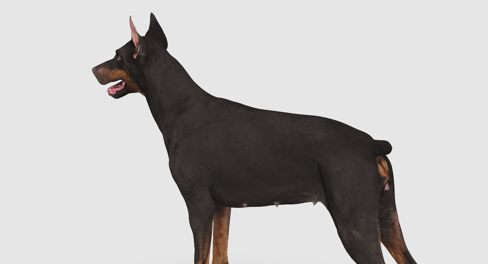 3D doberman scanned archviz https://p.turbosquid.com/ts-thumb/3f/DZiiSl/nwmUUJ7a/100005/png/1541184853/1920x1080/fit_q87/5cdda35b5a9b2cacf1fd0856ff7d8cdc27bb67fa/100005.jpg