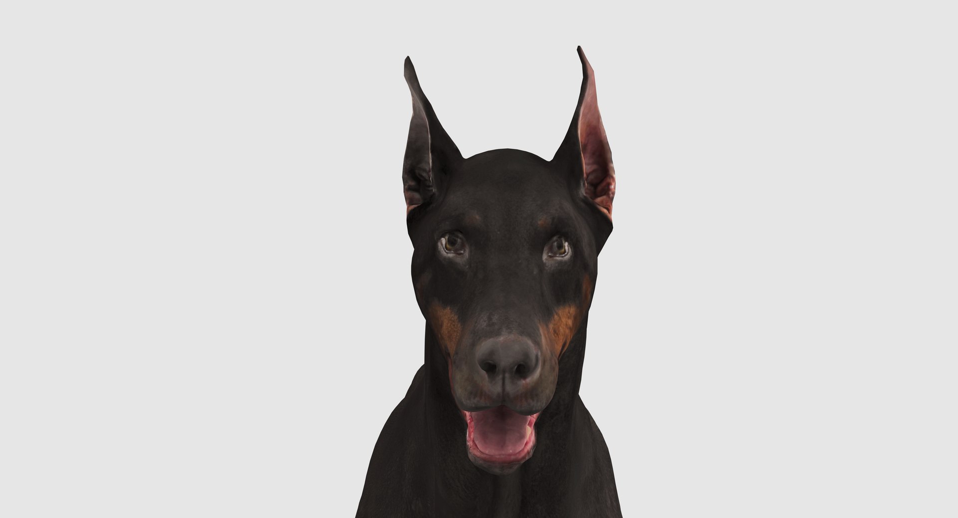 3D doberman scanned archviz https://p.turbosquid.com/ts-thumb/3f/DZiiSl/vC3xHU1e/100006/png/1541184853/1920x1080/fit_q87/4bbe4aed7a5654b6b6fdafe7bcda128c2d56ccb9/100006.jpg