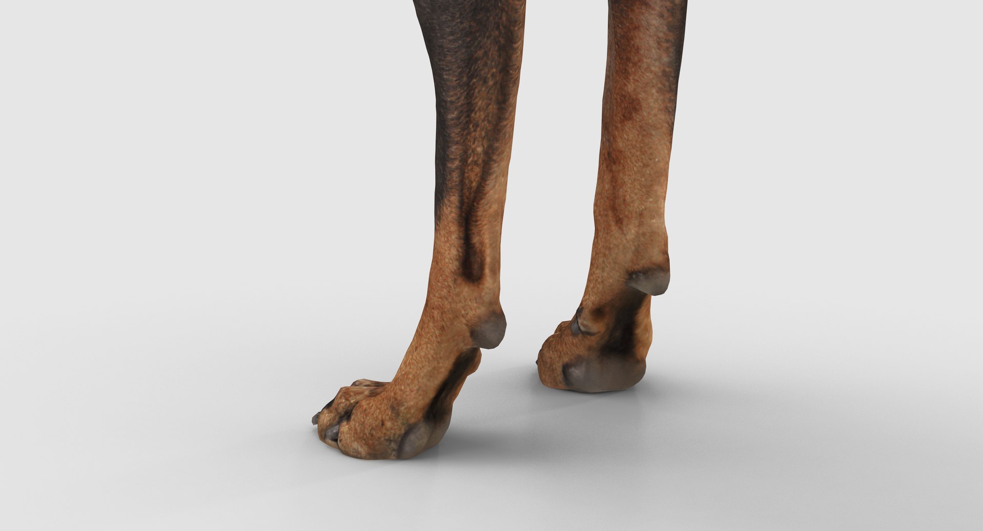 3D doberman scanned archviz https://p.turbosquid.com/ts-thumb/3f/DZiiSl/vaT7m2kN/100013/png/1541184853/1920x1080/fit_q87/e34b52979dcd30d715b38df5543593d513512457/100013.jpg