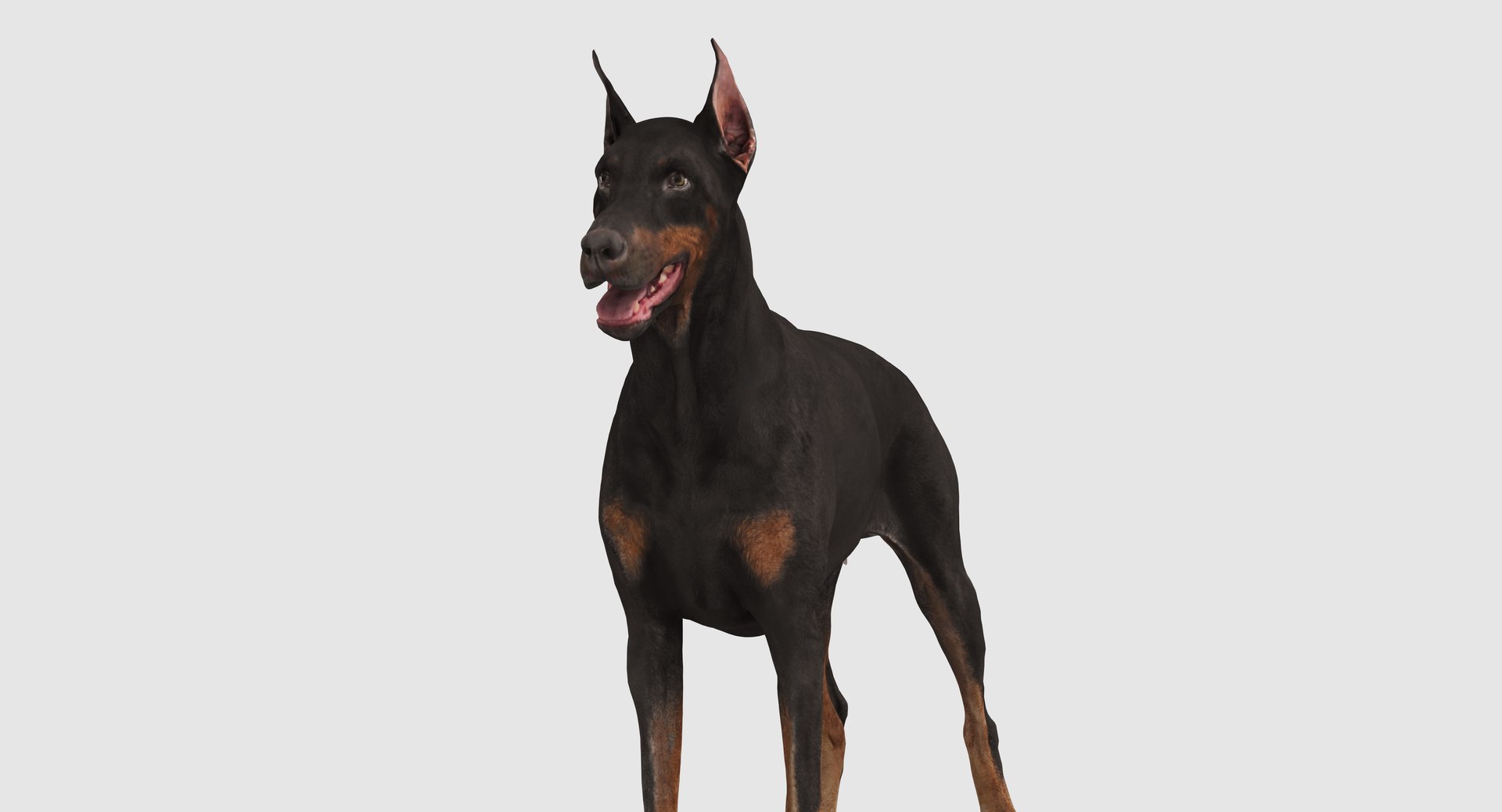 3D doberman scanned archviz https://p.turbosquid.com/ts-thumb/3f/DZiiSl/we9ERKCD/100017/png/1541184853/1920x1080/fit_q87/f3823d4fb6d5d720e8b614c0b2686db22ed55cfe/100017.jpg