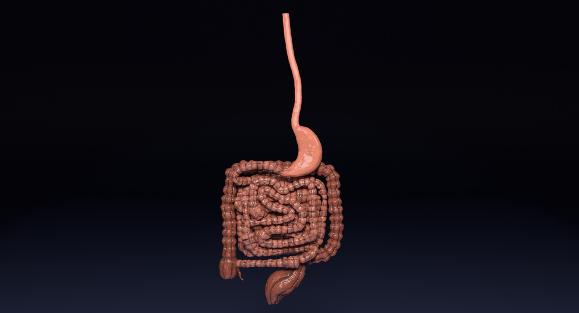 Digestive Intestinal Model - TurboSquid 1359690
