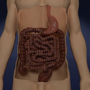 digestive intestinal model