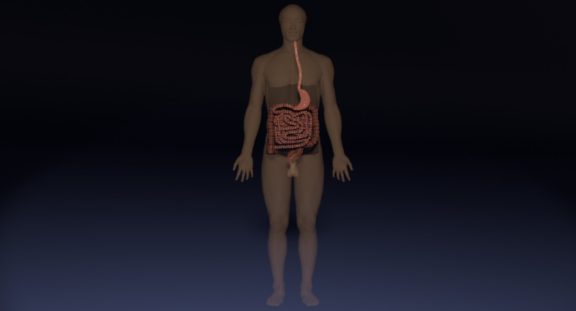 Digestive Intestinal Model - TurboSquid 1359690