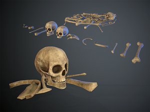 Skulls1 Old Bones