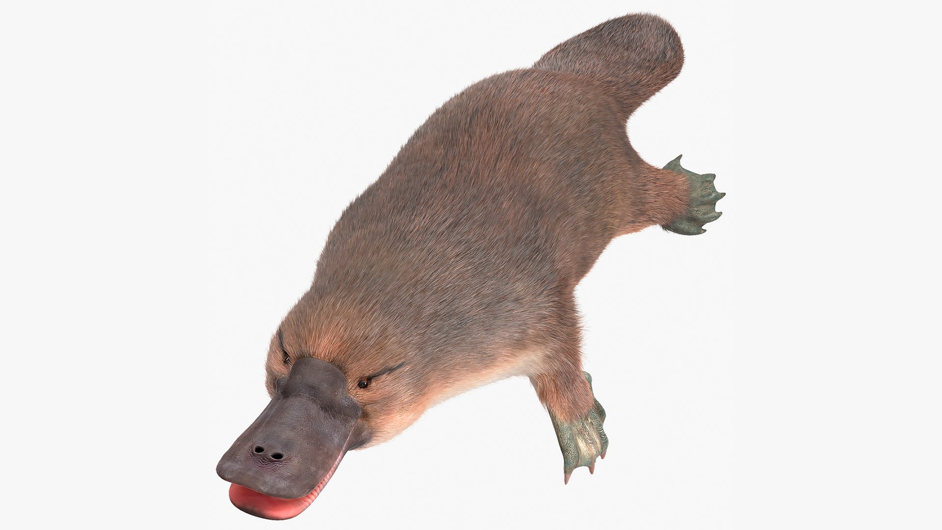 Platypus Fur 3D model preview