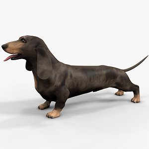 Dachshund Rigged L1797 3D model