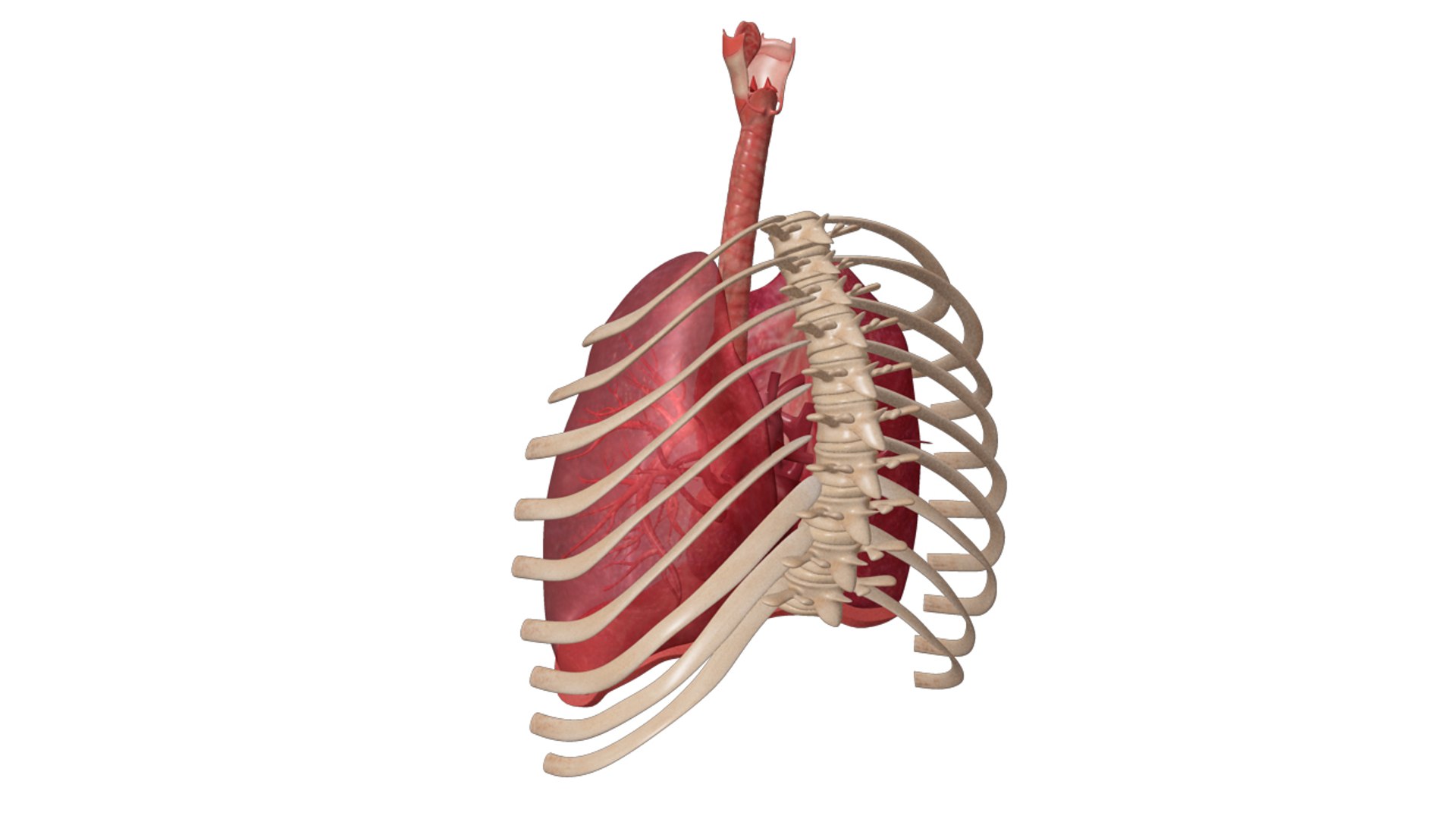 human respiratory obj https://p.turbosquid.com/ts-thumb/3f/mosilr/1tt9i1pE/zoo_humanrespiratorysystem_05copy/jpg/1341667883/1920x1080/fit_q87/43243f821aac23c2680a71e6100bfdc5201ab271/zoo_humanrespiratorysystem_05copy.jpg