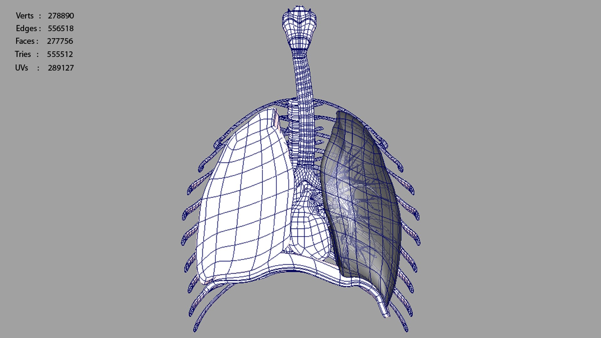 human respiratory obj https://p.turbosquid.com/ts-thumb/3f/mosilr/2KogVVAg/zoo_humanrespiratorysystem_polycount_01/jpg/1341667883/1920x1080/fit_q87/d7df05ef3eef19684717f6d3a88a6aeb6e03eb8c/zoo_humanrespiratorysystem_polycount_01.jpg