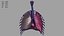 Human Respiratory System