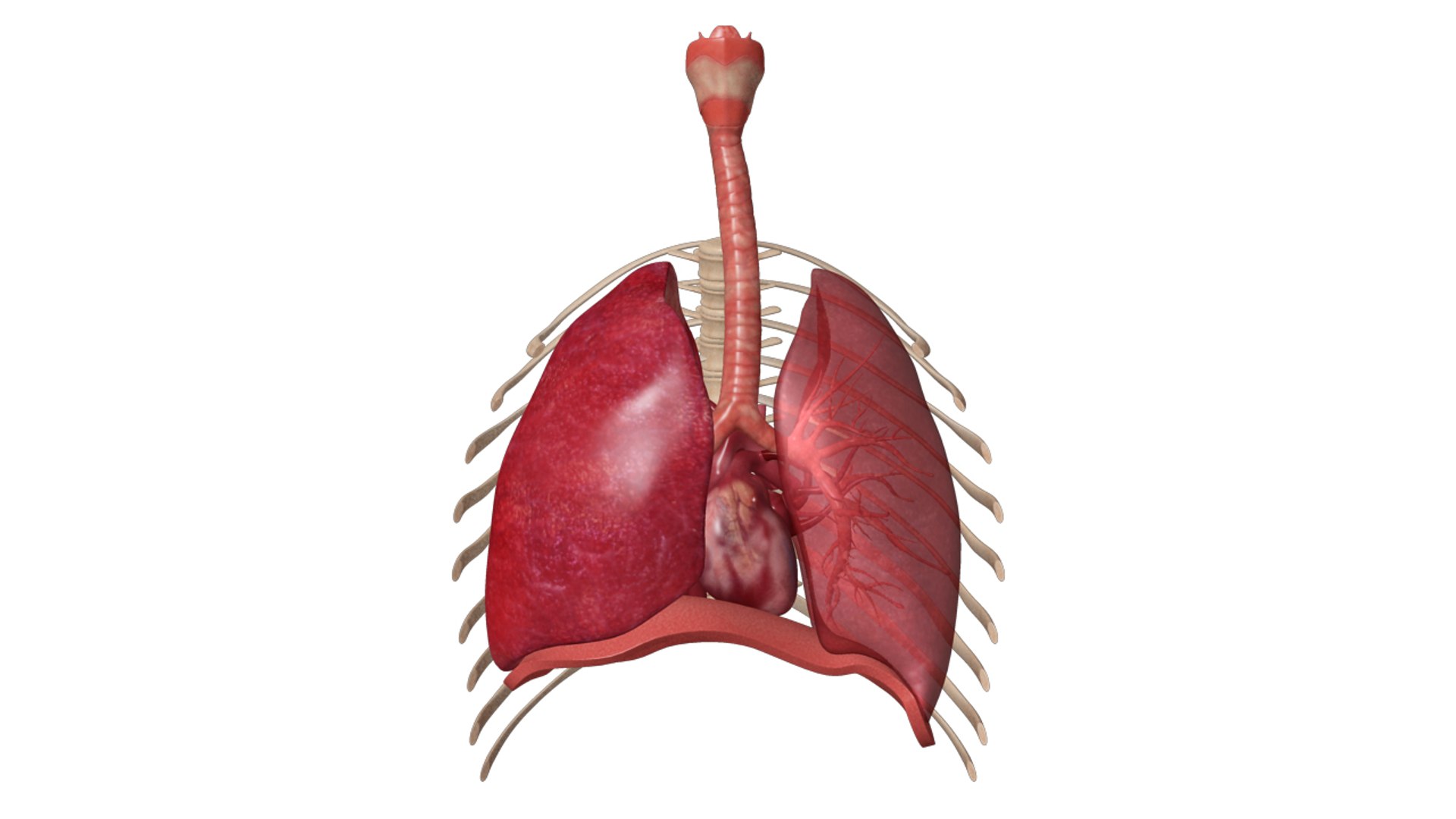 human respiratory obj https://p.turbosquid.com/ts-thumb/3f/mosilr/E2iqEXN6/zoo_humanrespiratorysystem_01copy/jpg/1341667883/1920x1080/fit_q87/8ecf6e0818816321be7365c6221f7bab01313888/zoo_humanrespiratorysystem_01copy.jpg