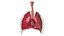 Human Respiratory System