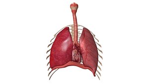 Human Respiratory System