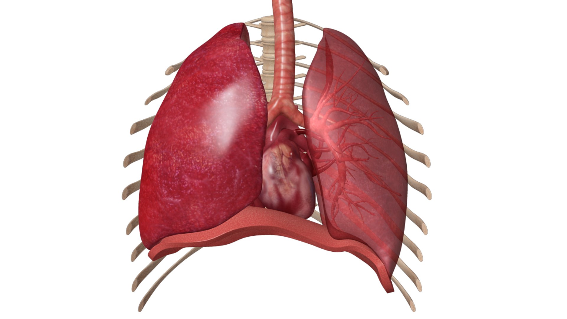 human respiratory obj https://p.turbosquid.com/ts-thumb/3f/mosilr/J0UD1V11/zoo_humanrespiratorysystem_02copy/jpg/1341667883/1920x1080/fit_q87/a0d9ede66750dc2a1a3913a98fceb6487d5c35fa/zoo_humanrespiratorysystem_02copy.jpg