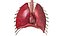 Human Respiratory System