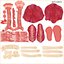 Human Respiratory System