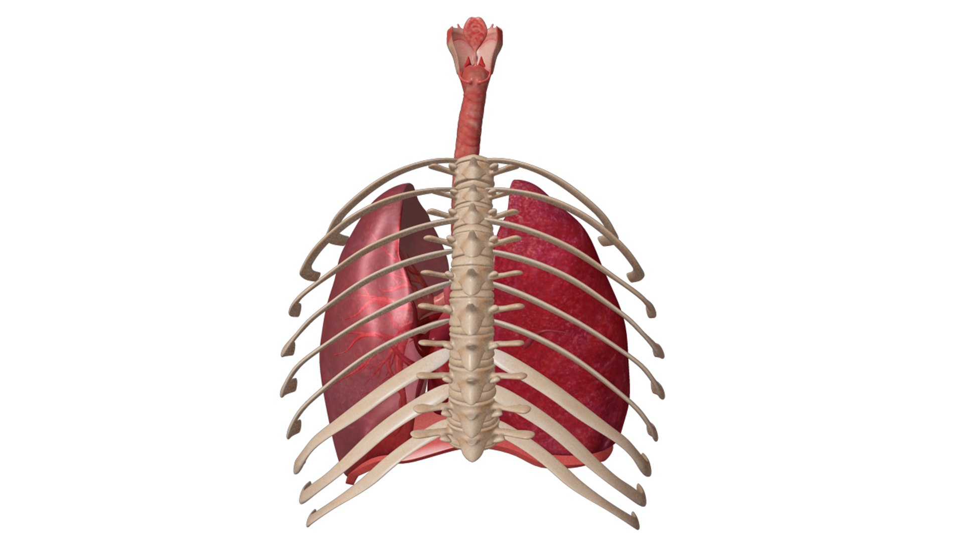 human respiratory obj https://p.turbosquid.com/ts-thumb/3f/mosilr/XX5bfWmv/zoo_humanrespiratorysystem_04copy/jpg/1341667883/1920x1080/fit_q87/d42ebeb4164ad405ac584e6685c82f31ac63d465/zoo_humanrespiratorysystem_04copy.jpg