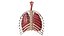 Human Respiratory System