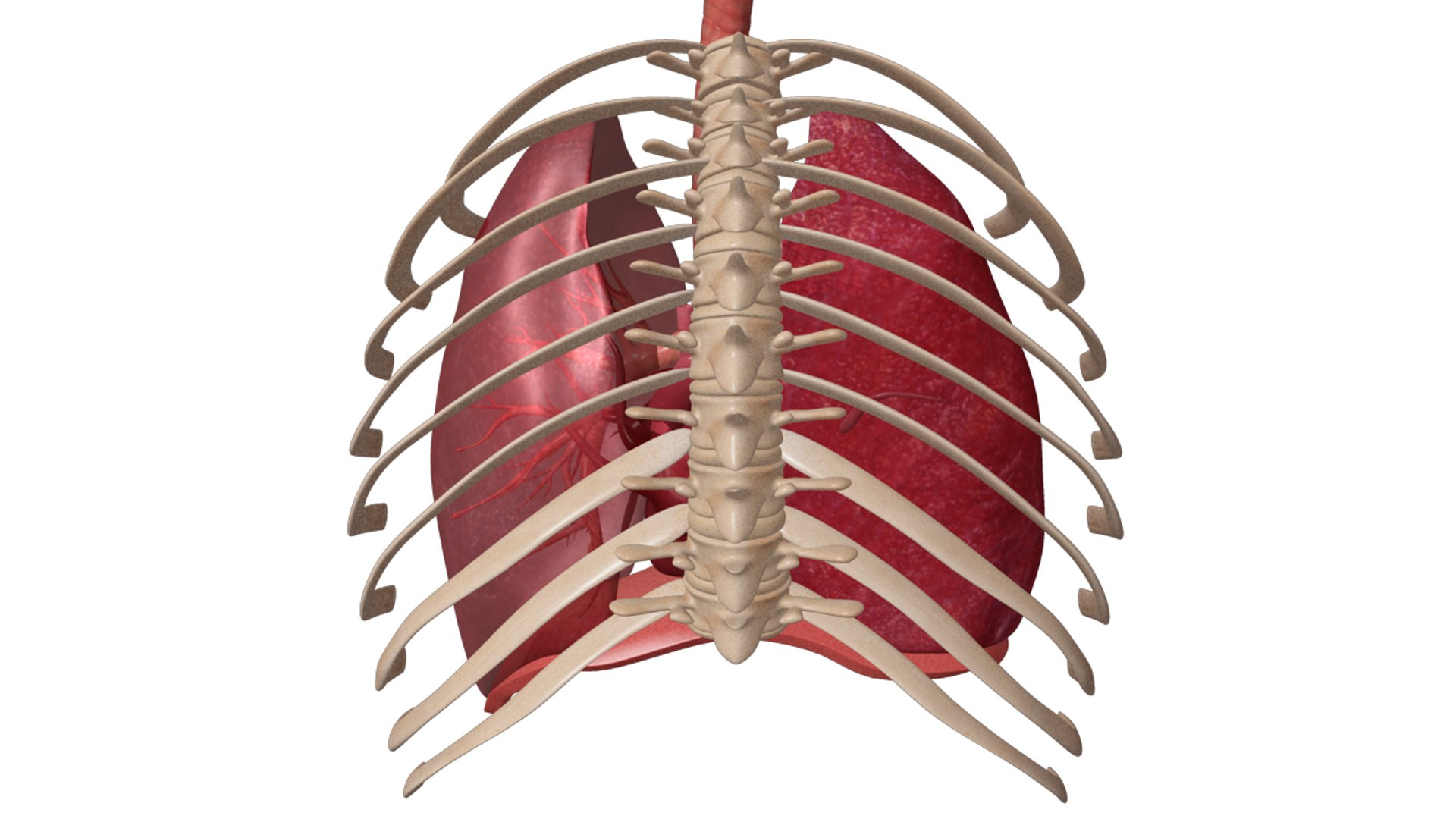 human respiratory obj https://p.turbosquid.com/ts-thumb/3f/mosilr/ezgMweVp/zoo_humanrespiratorysystem_03copy/jpg/1341667883/1920x1080/fit_q87/1ba20b4f032f76ef295ebb16904b249241dda26f/zoo_humanrespiratorysystem_03copy.jpg