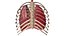 Human Respiratory System