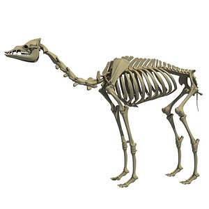 max dromedary arabian camel skeleton animal