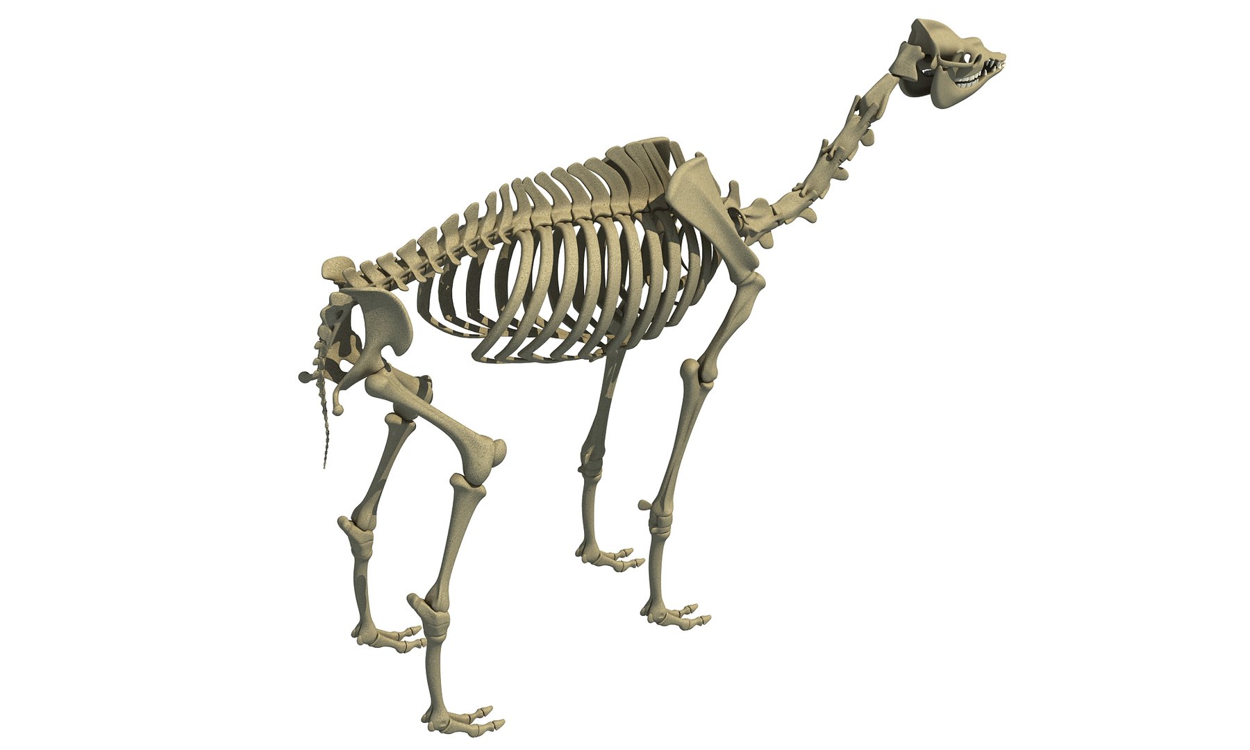 Max Dromedary Arabian Camel Skeleton Animal