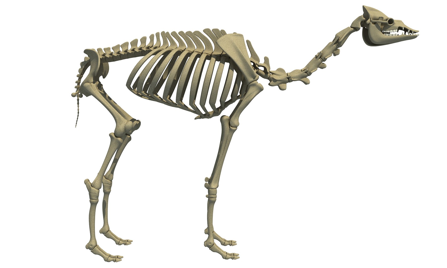 Max Dromedary Arabian Camel Skeleton Animal