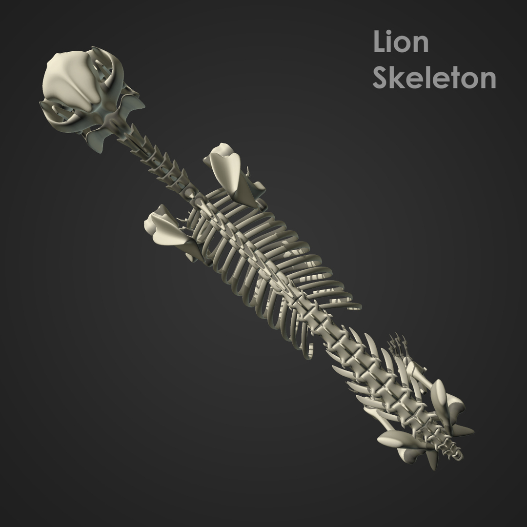 modelo 3d Esqueleto de león (RIG) gratis - TurboSquid 803907