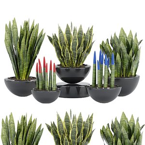3D sansevieria plants collection vol 70