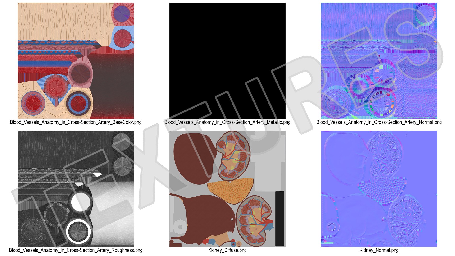 Anatomical Model of Artery in Cross Section on Shaft 3D model https://p.turbosquid.com/ts-thumb/3g/k5r1MX/8r/anatomical_model_of_artery_in_cross_section_on_shaft_014/jpg/1746909305/1920x1080/fit_q87/3a21f28b1fc14ae3757b7058e3de17c2514cebd0/anatomical_model_of_artery_in_cross_section_on_shaft_014.jpg