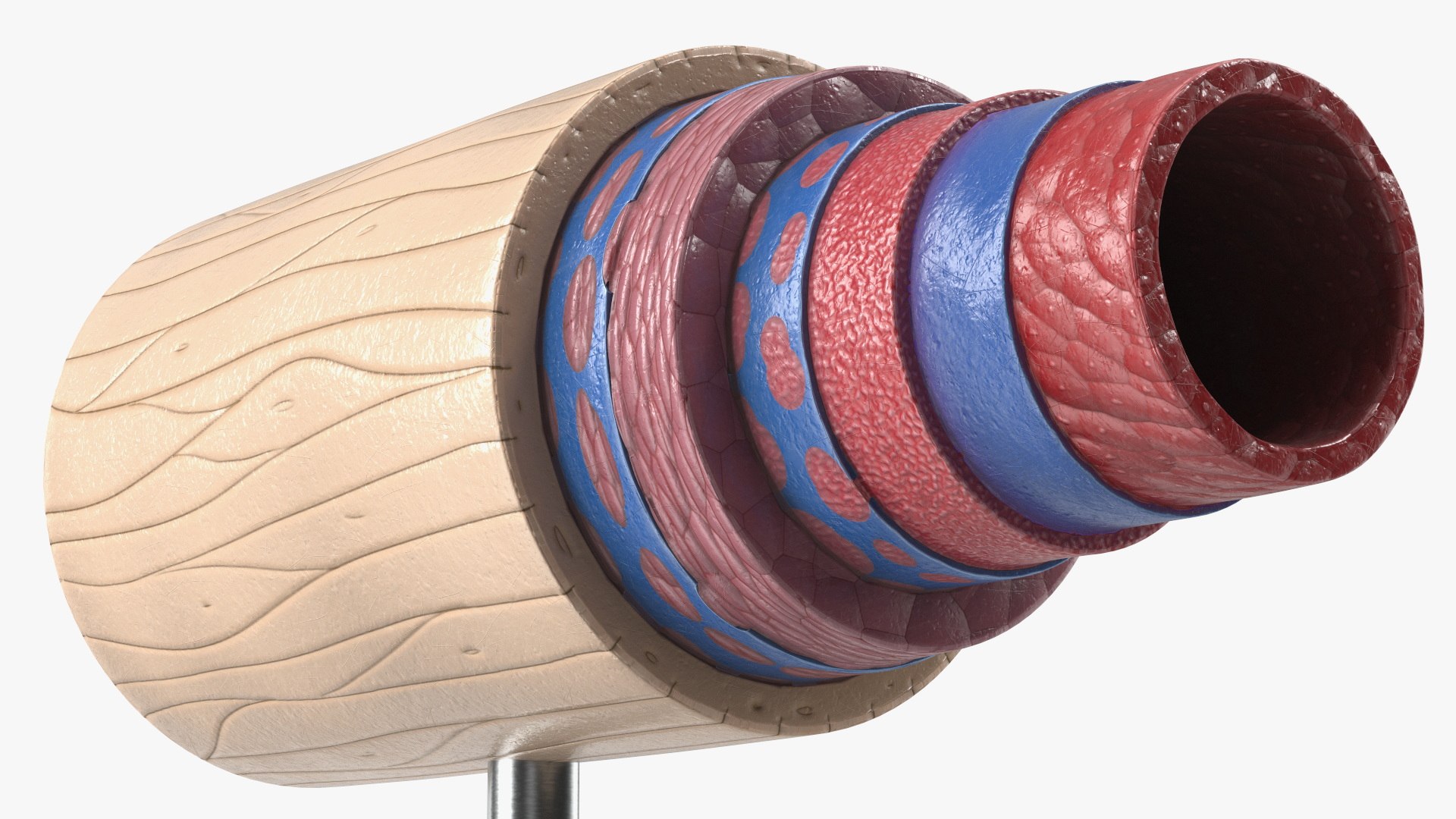 Anatomical Model of Artery in Cross Section on Shaft 3D model https://p.turbosquid.com/ts-thumb/3g/k5r1MX/H4/anatomical_model_of_artery_in_cross_section_on_shaft_009/jpg/1746909290/1920x1080/fit_q87/fdc9fc26d27a02c6c267e8d03434b2bdd6b55384/anatomical_model_of_artery_in_cross_section_on_shaft_009.jpg