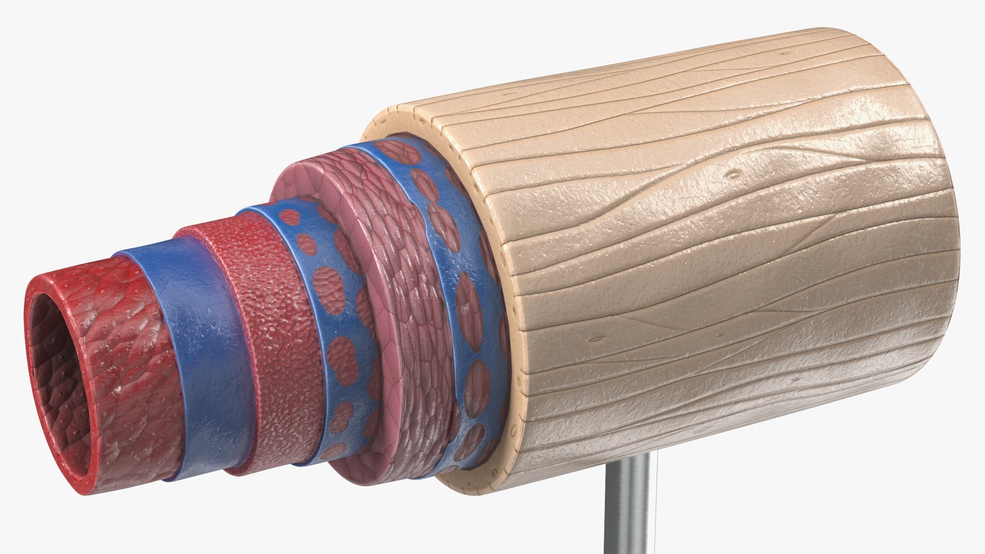 Anatomical Model of Artery in Cross Section on Shaft 3D model https://p.turbosquid.com/ts-thumb/3g/k5r1MX/QT/anatomical_model_of_artery_in_cross_section_on_shaft_008/jpg/1746909287/1920x1080/fit_q87/4585be3d4ae5ca9357b2748f8700a36fd2184e30/anatomical_model_of_artery_in_cross_section_on_shaft_008.jpg