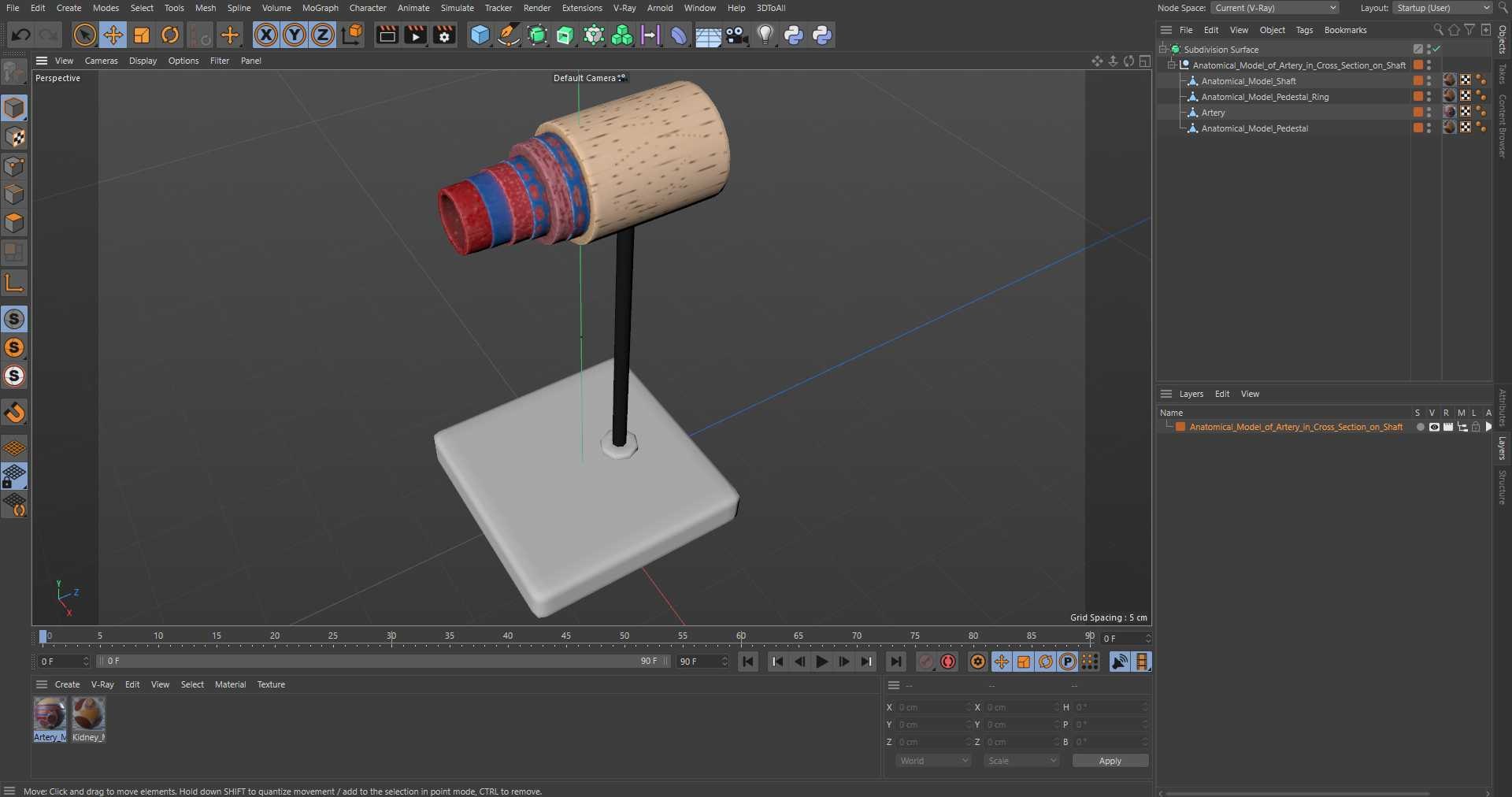 Anatomical Model of Artery in Cross Section on Shaft 3D model https://p.turbosquid.com/ts-thumb/3g/k5r1MX/WI/anatomical_model_of_artery_in_cross_section_on_shaft_1003/jpg/1746909324/1920x1080/fit_q87/22b3e3c8f97469ce3430054e904c2aaa23085f16/anatomical_model_of_artery_in_cross_section_on_shaft_1003.jpg