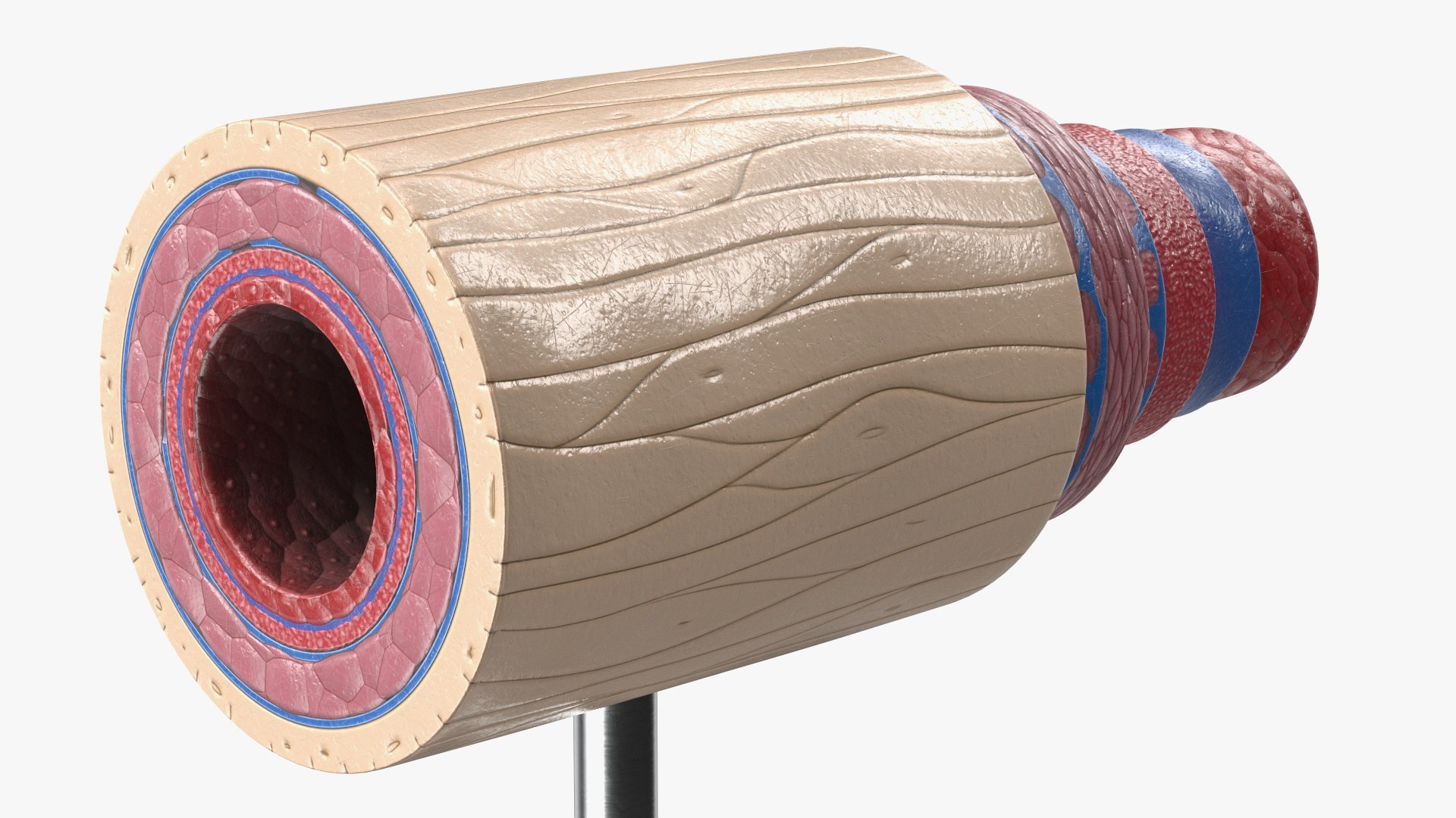 Anatomical Model of Artery in Cross Section on Shaft 3D model https://p.turbosquid.com/ts-thumb/3g/k5r1MX/hs/anatomical_model_of_artery_in_cross_section_on_shaft_010/jpg/1746909293/1920x1080/fit_q87/6fda46b3afc8e6fc32672b45a54539408de69cd4/anatomical_model_of_artery_in_cross_section_on_shaft_010.jpg