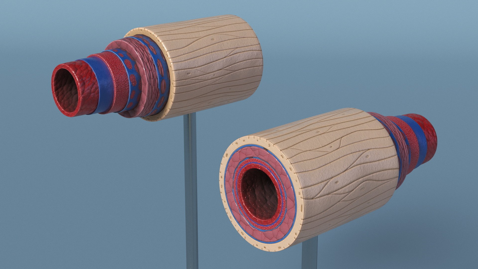 Anatomical Model of Artery in Cross Section on Shaft 3D model https://p.turbosquid.com/ts-thumb/3g/k5r1MX/pT/anatomical_model_of_artery_in_cross_section_on_shaft_006/jpg/1746909281/1920x1080/fit_q87/0d803ba892de46f119e93581879b0f03aa3bff53/anatomical_model_of_artery_in_cross_section_on_shaft_006.jpg